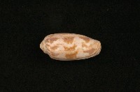 藏品(鬱金香芋螺)的圖片